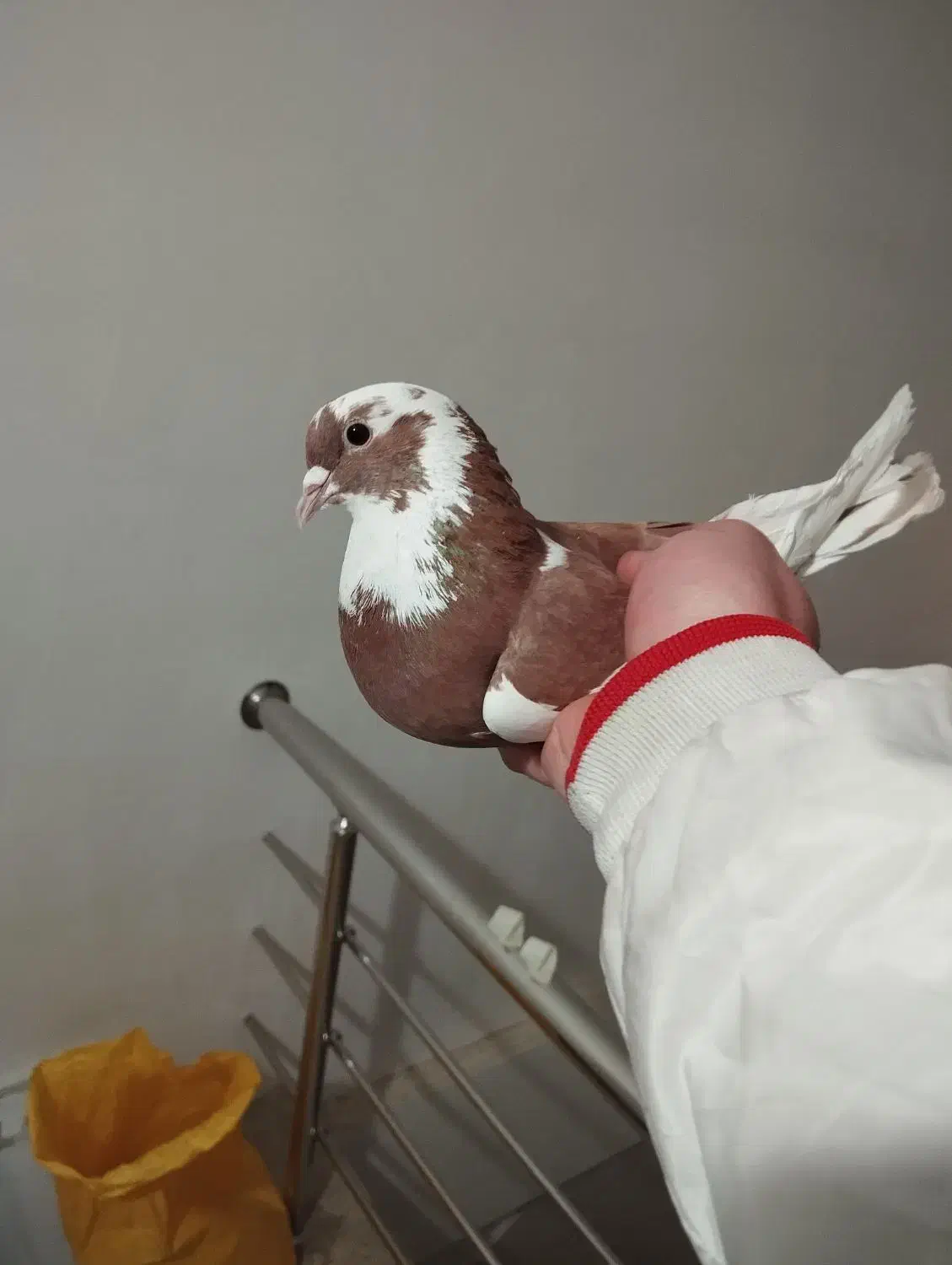 کفتر یجایی|پرنده|بهارستان, |دیوار