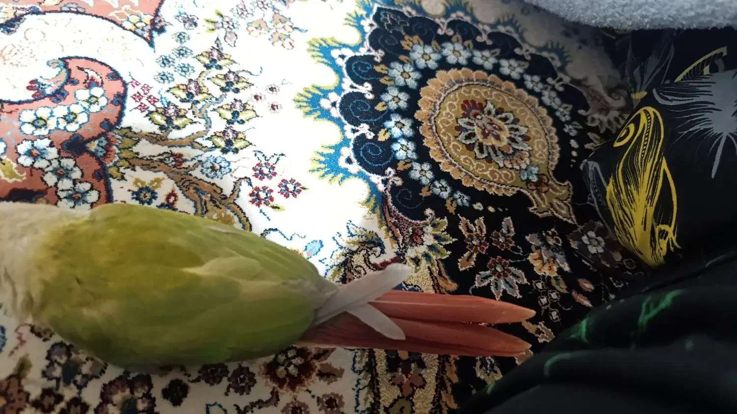 گرینچیک|پرنده|بندر کنگان, |دیوار