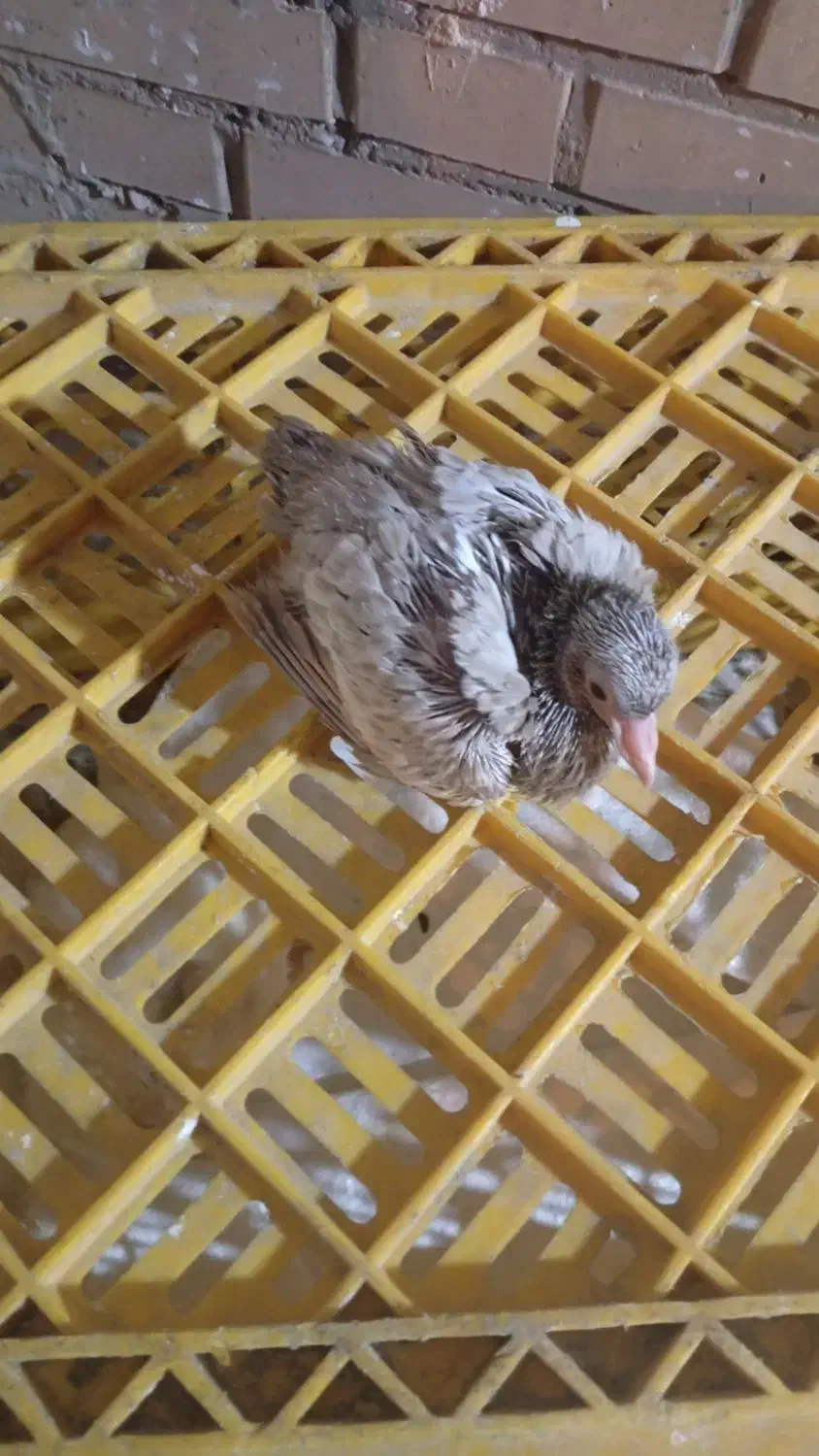 کفتر  فروشی قیمت  توافقی|پرنده|لالی, |دیوار