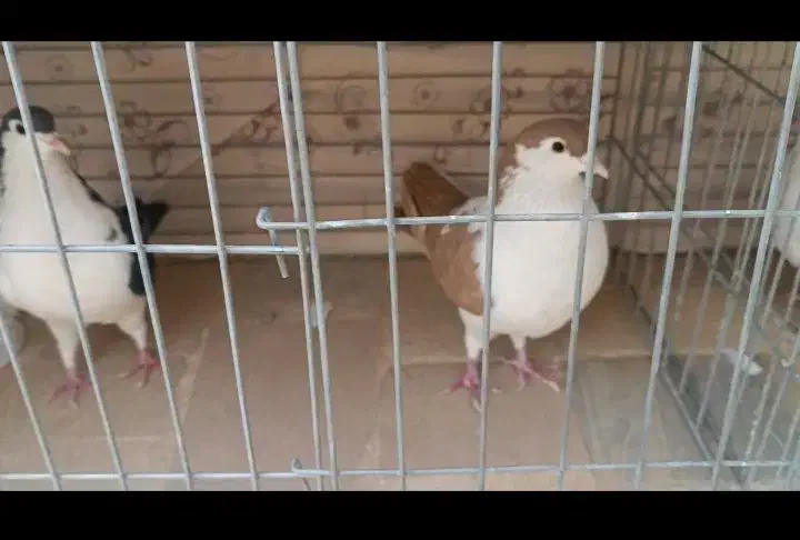 کبوتر چپ دم و راست دم|پرنده|یزد, |دیوار