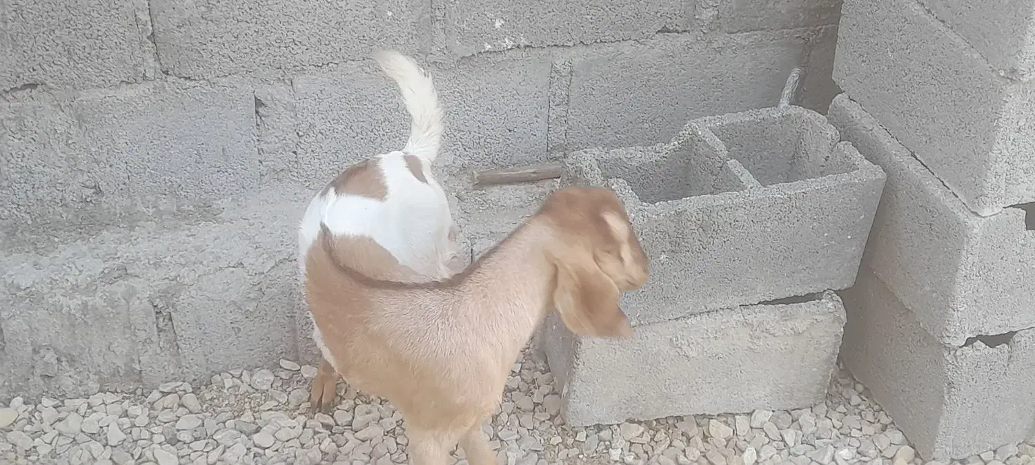 کهره ماده چاق چاق و تپل|حیوانات مزرعه|بندر کنگان, |دیوار