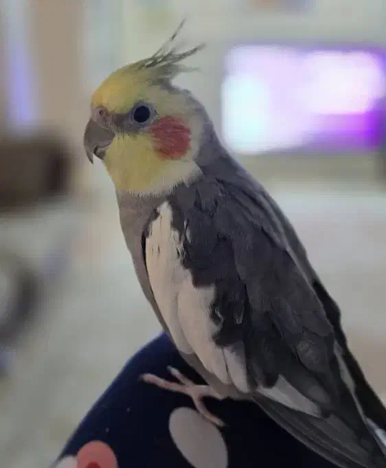 عروس هلندی گمشده محدوده ی مدرس|حیوانات|بروجرد, |دیوار