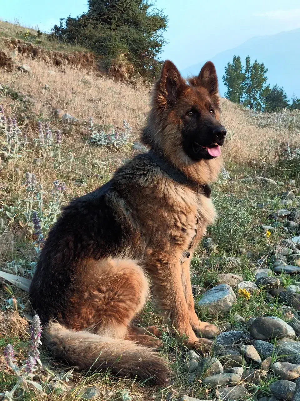 ژرمن شیب دار اصیل|سگ|کلاردشت, |دیوار