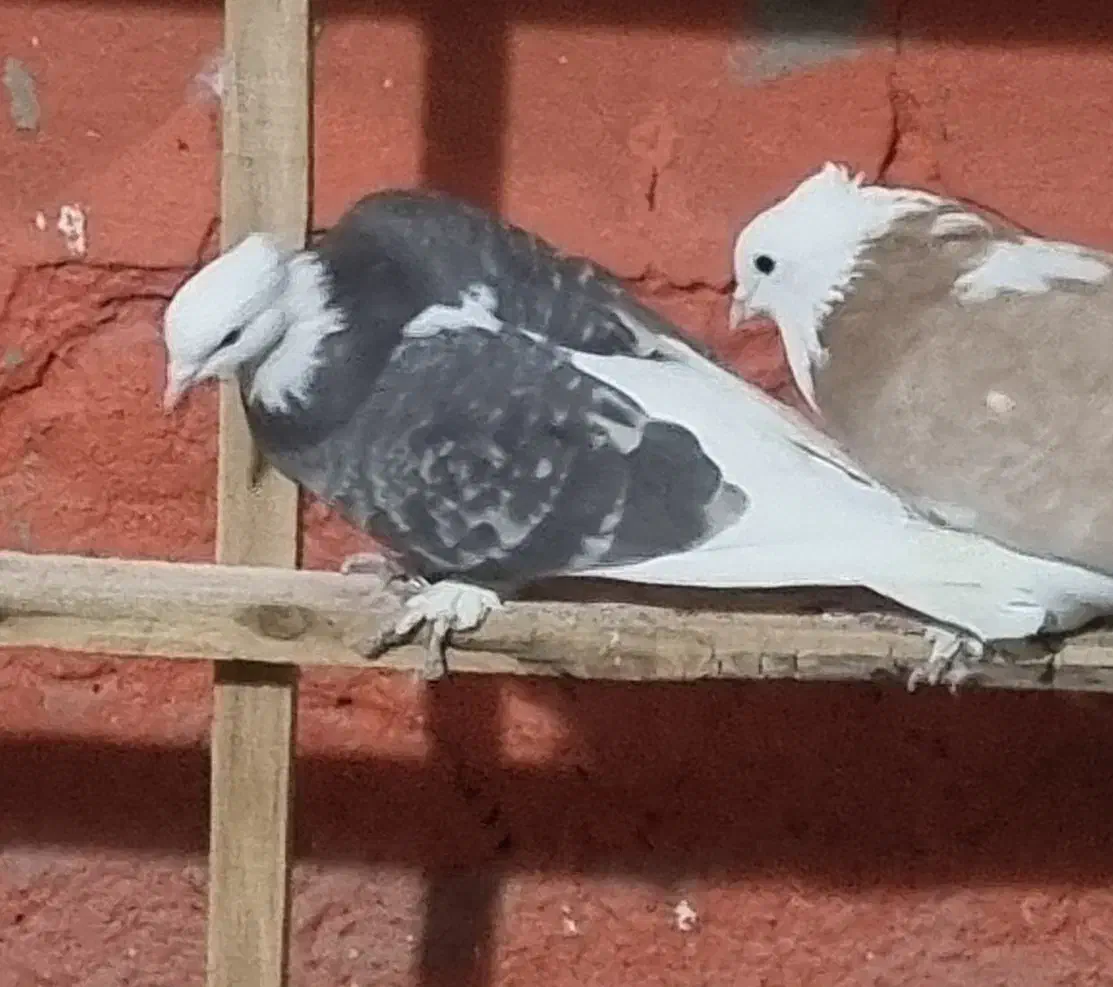 کبوتر|پرنده|تهران, هرندی|دیوار