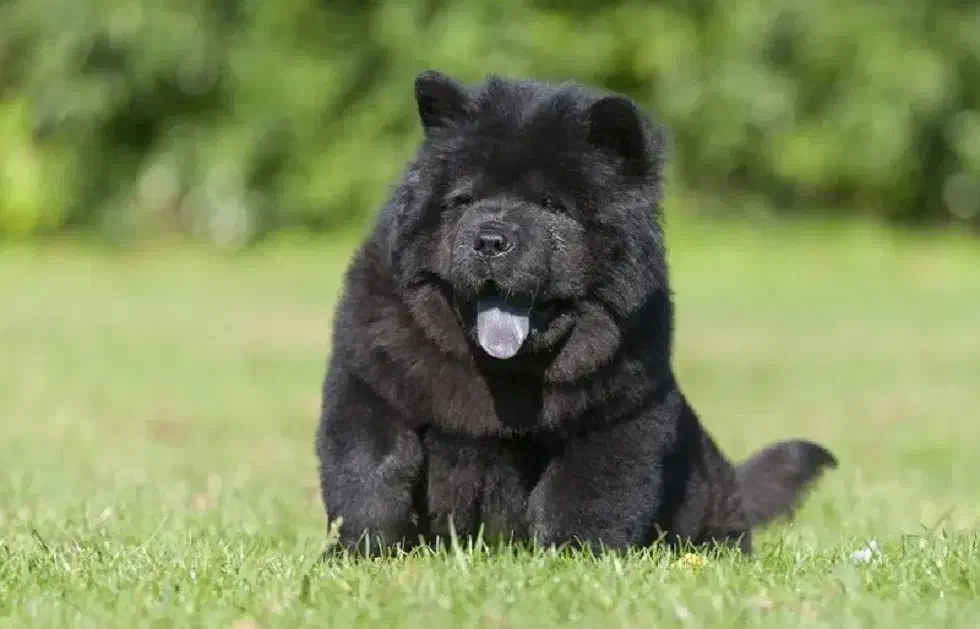 سگ چاو چاو|سگ|بجنورد, |دیوار