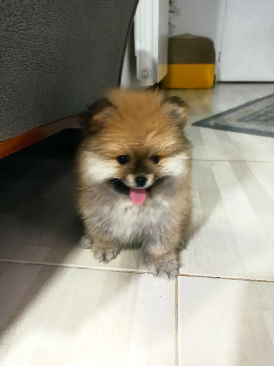 سگ پامر|سگ|کرمان, |دیوار