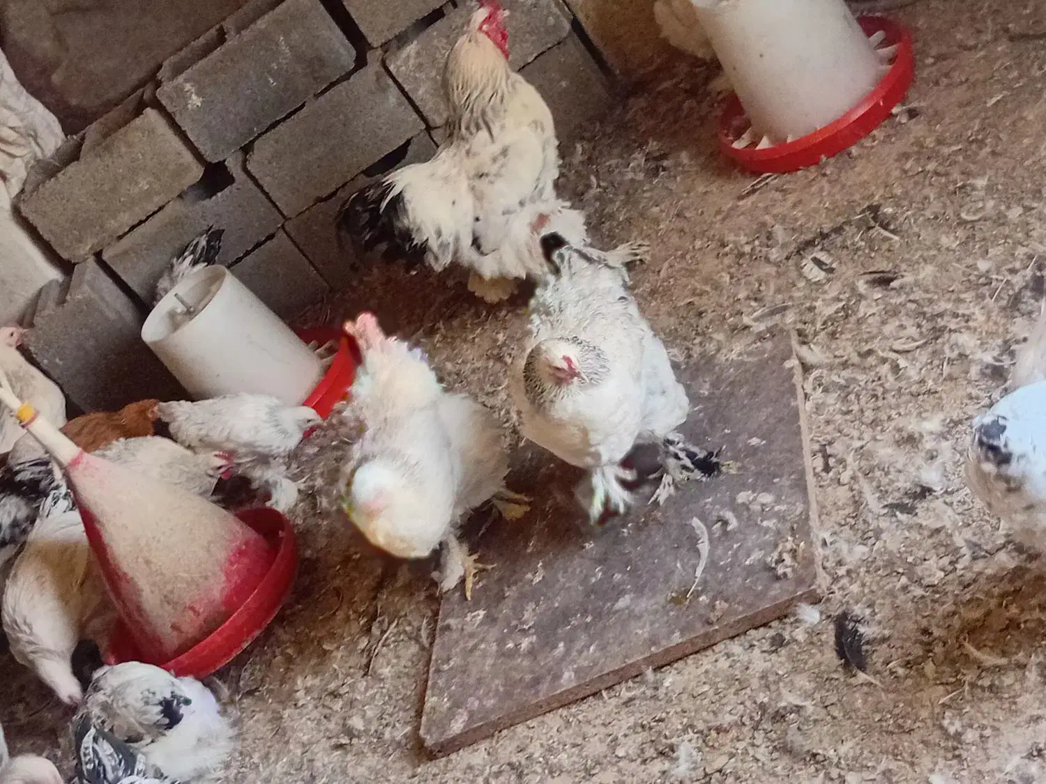 مرغ و خروس برهما|حیوانات مزرعه|خسروشاه, |دیوار