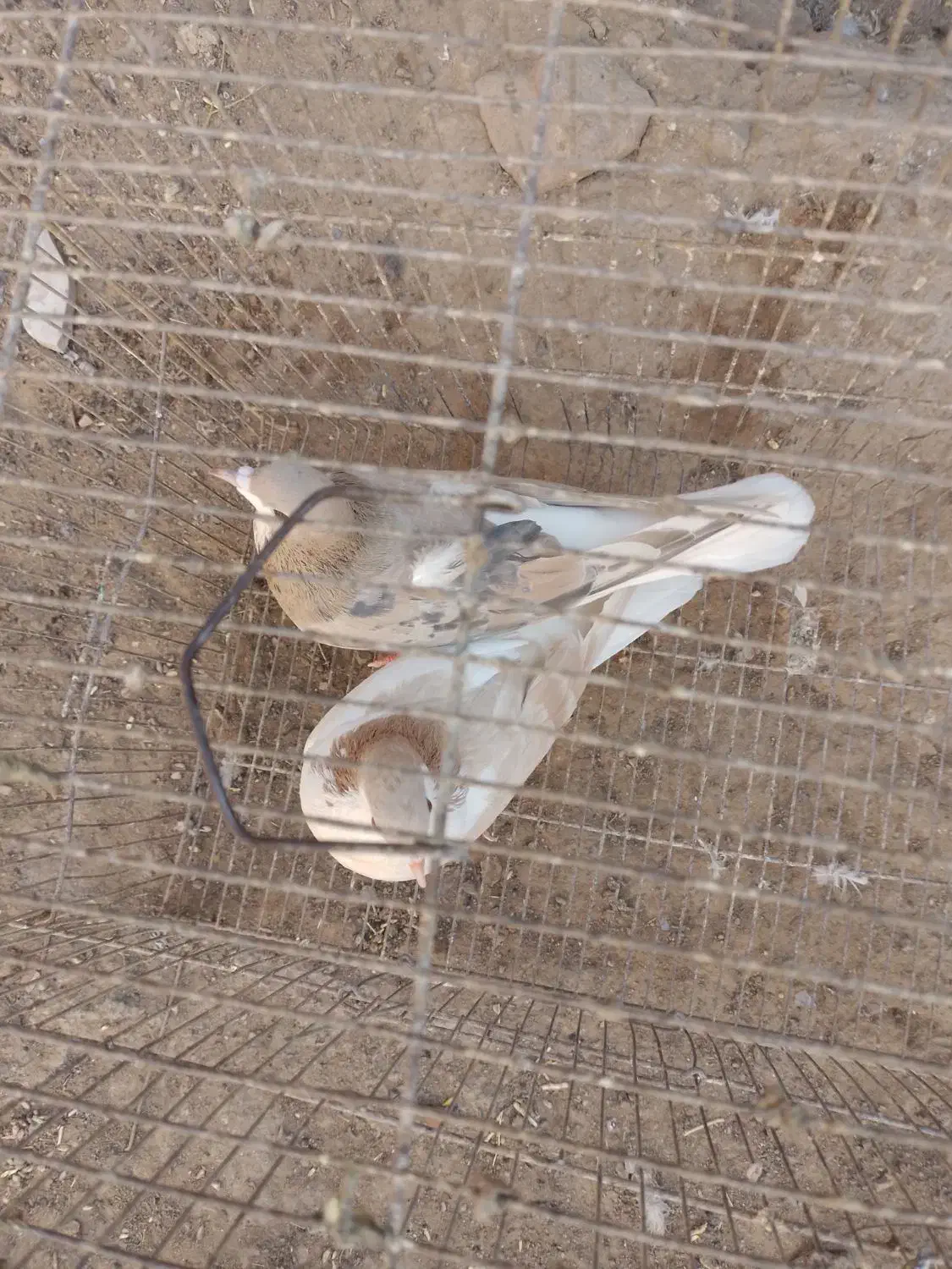 سهده هفترنگ|پرنده|سبزوار, قصبه شرقی|دیوار