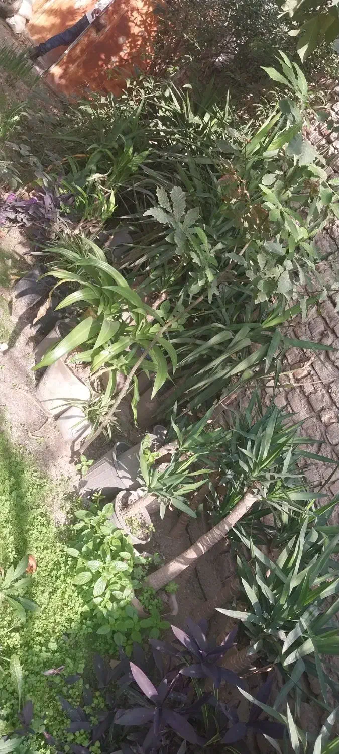 ۴۰ گلدان بنسای یوکا|گل و گیاه طبیعی|گرگان, |دیوار