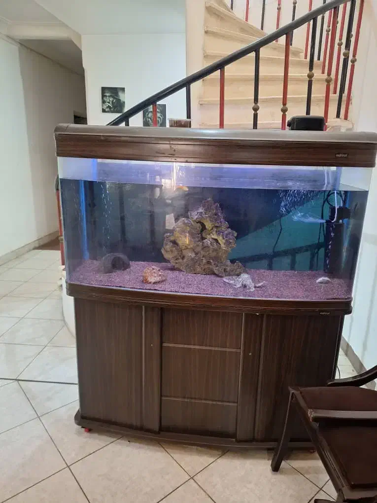 آکواریوم شیشه خم ماهیران|ماهی|لنگرود, |دیوار