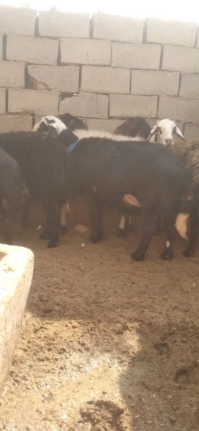 باسلام برسانن ومیش درجه یک آبستن سنگین|حیوانات مزرعه|قاسمآباد (خواف), |دیوار