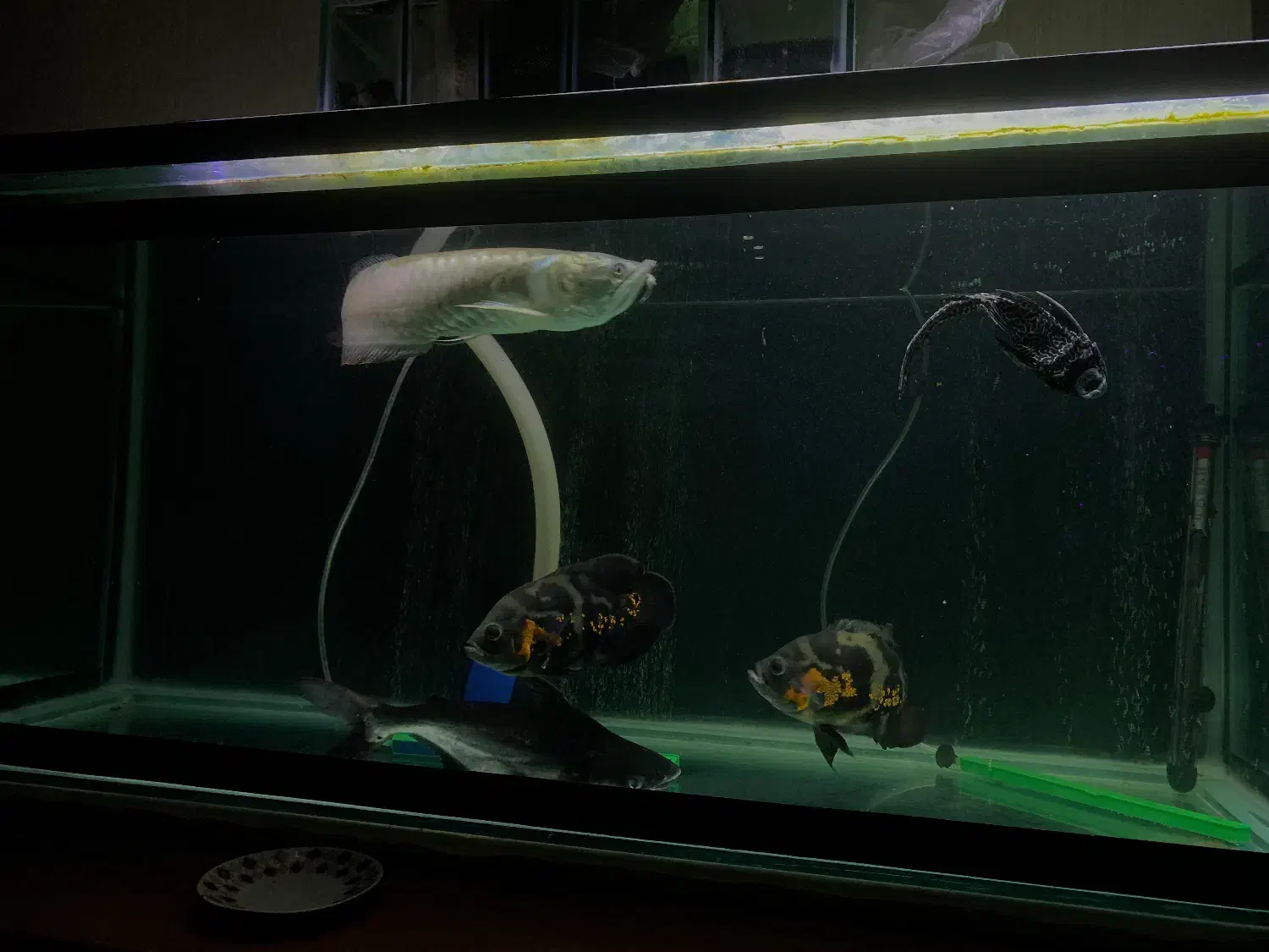 ماهی گوشتخوار|ماهی|تبریز, |دیوار