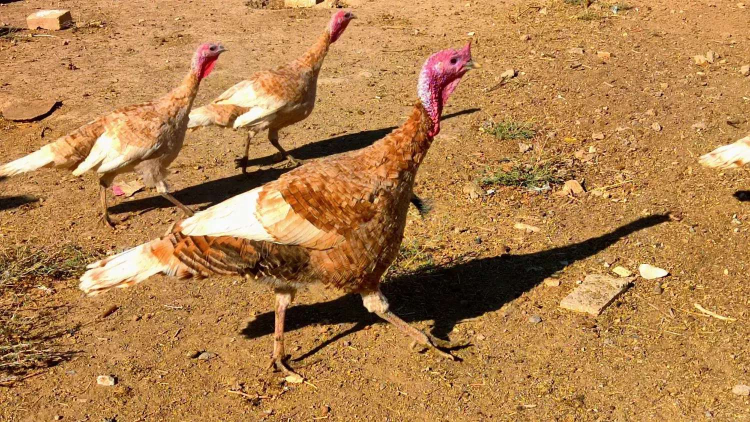 بوقلمون بوربون|حیوانات مزرعه|جعفرآباد, |دیوار