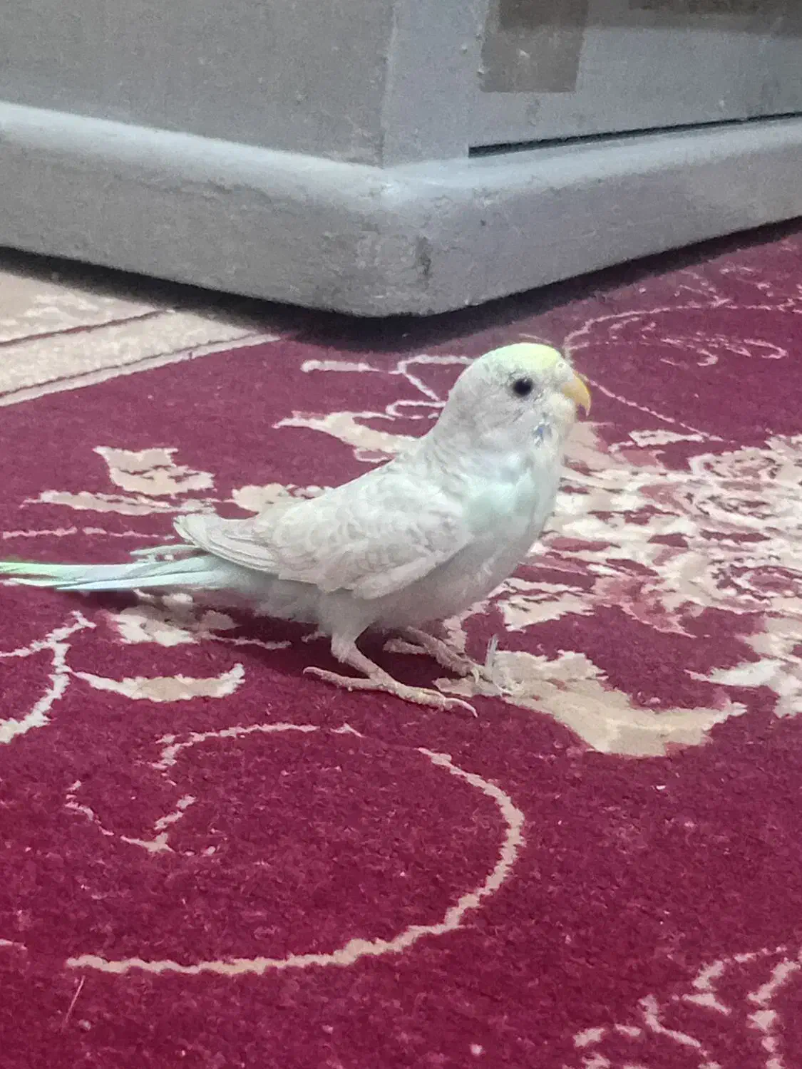 مرغ عشق|پرنده|دوگنبدان, |دیوار