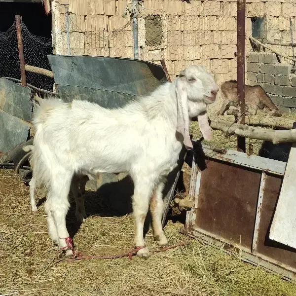 کل پاکستانی نژاد گلابی|حیوانات مزرعه|دامغان, |دیوار