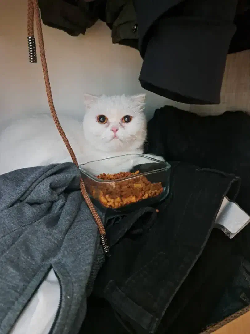 گربه اسکاتیش. سفید ماده فروشی|گربه|کرمان, |دیوار