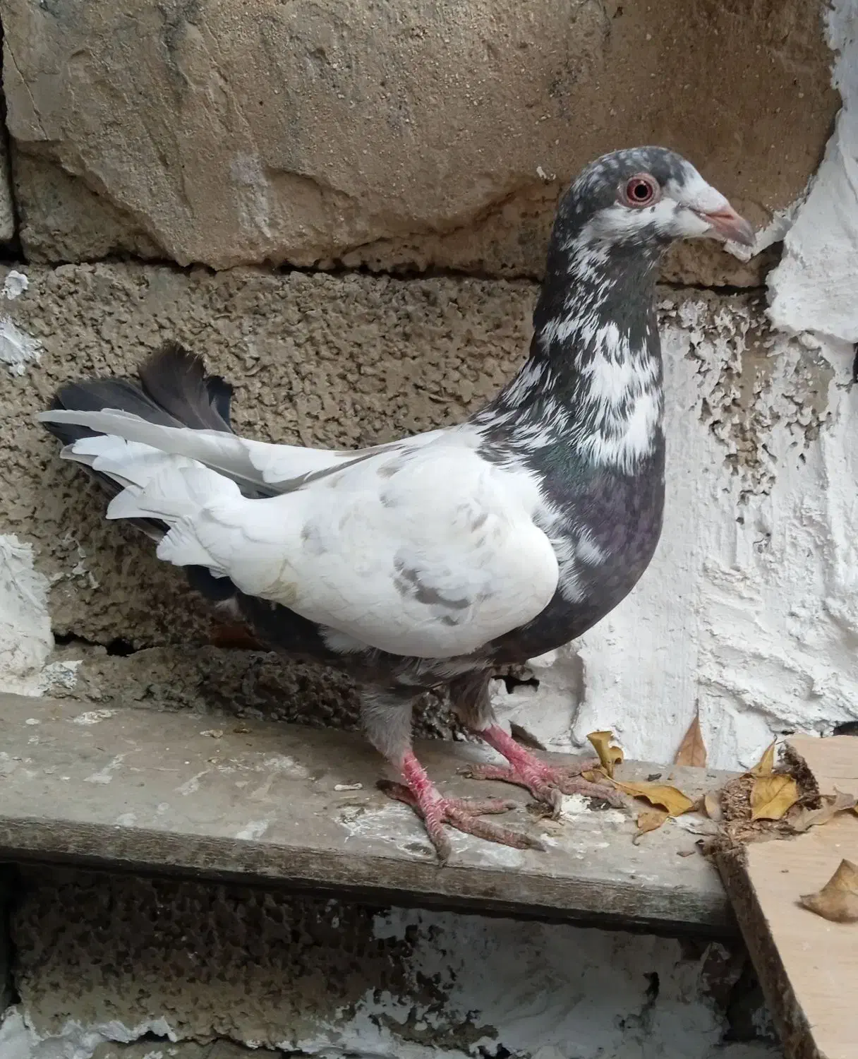 سار|پرنده|آزادشهر, |دیوار