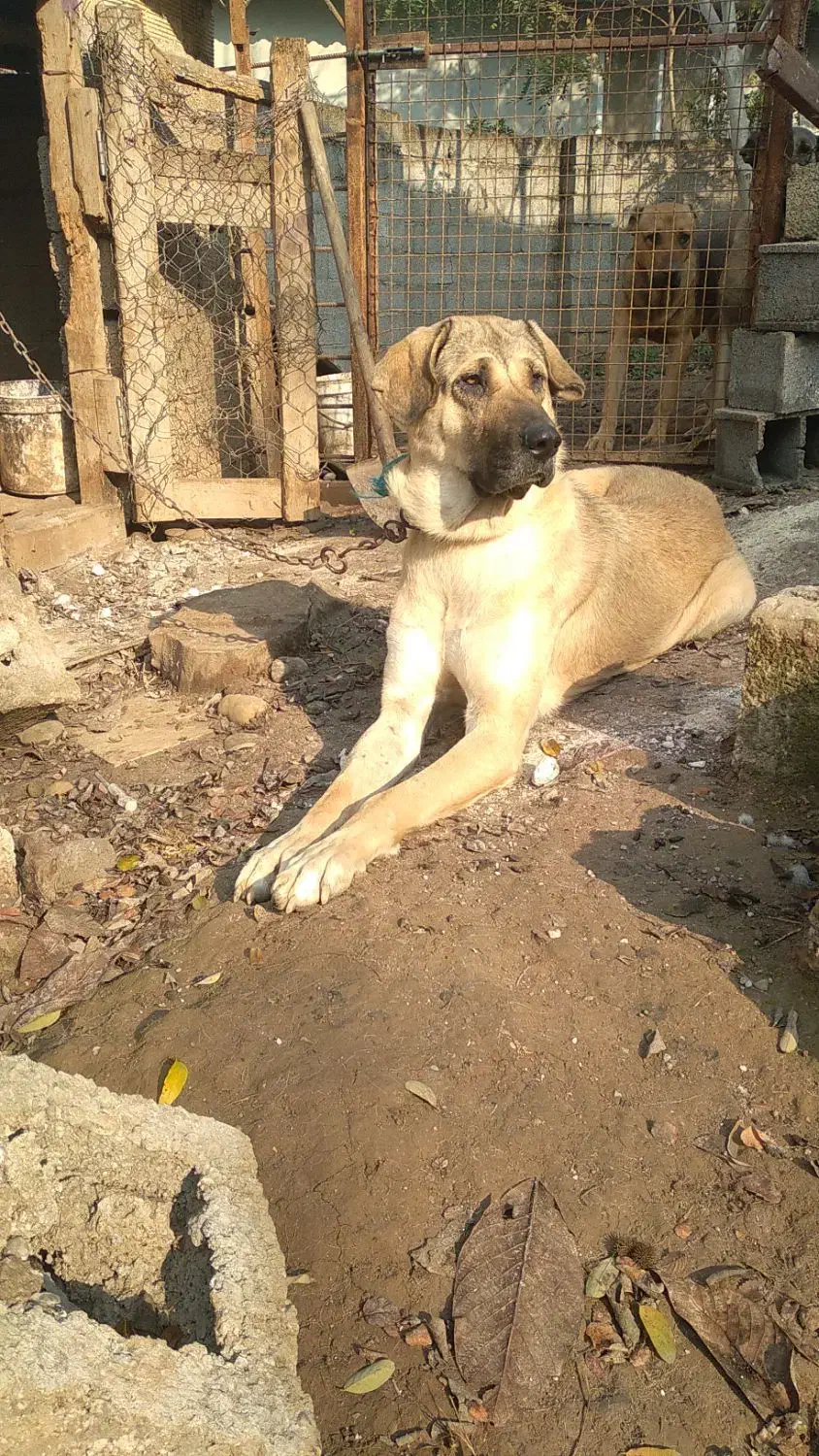 سگ پژدر،سرابی|سگ|سنگر, |دیوار