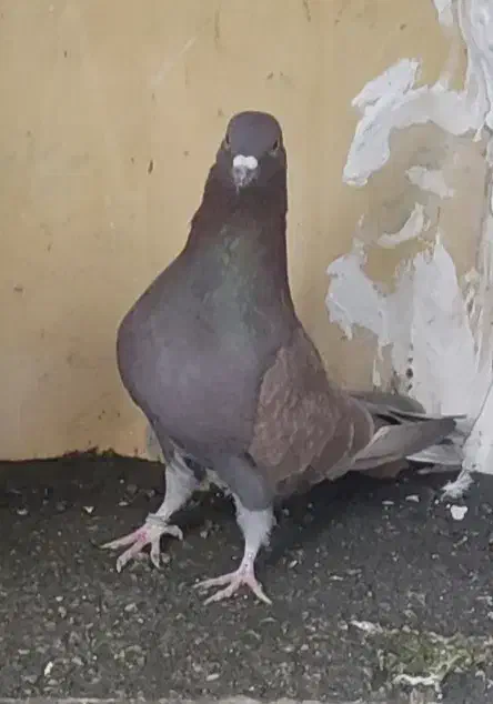 چند عدد کفتر رفته|حیوانات|زنجان, |دیوار