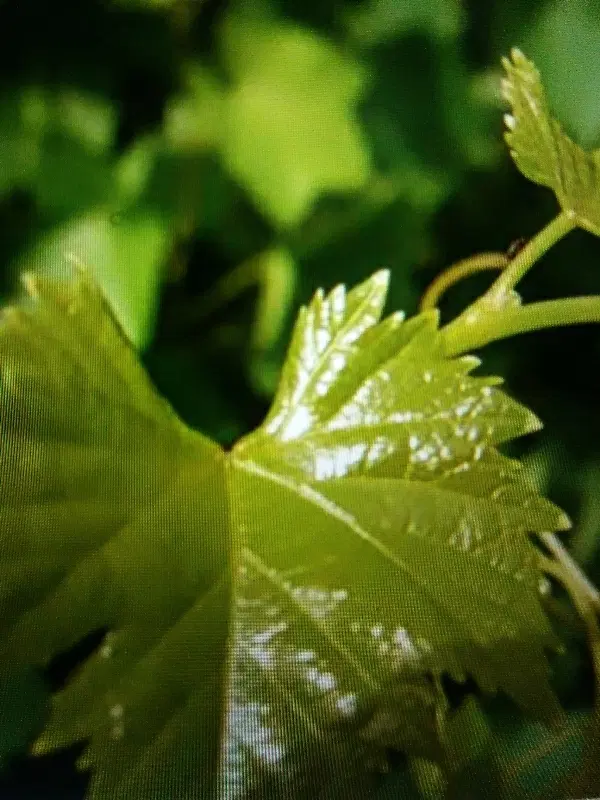 برگ انگور|خوردنی و آشامیدنی|شیروان (خراسان), |دیوار