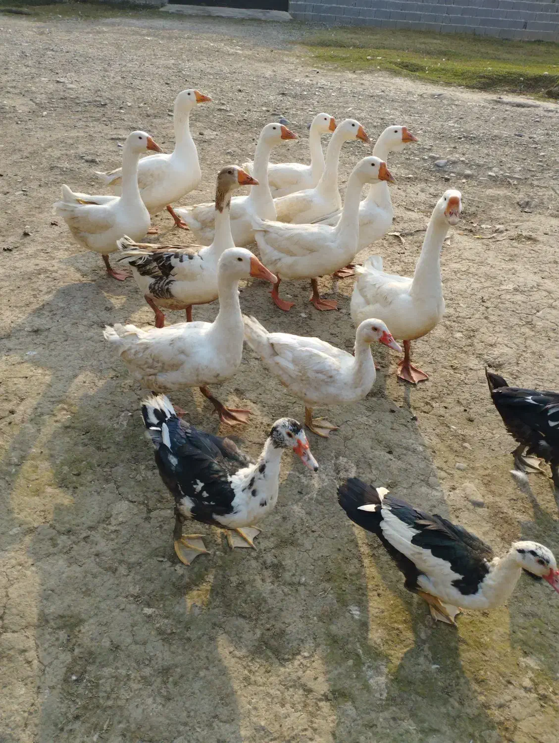 اردک، قوغاز، اردک نما|حیوانات مزرعه|شفت, |دیوار