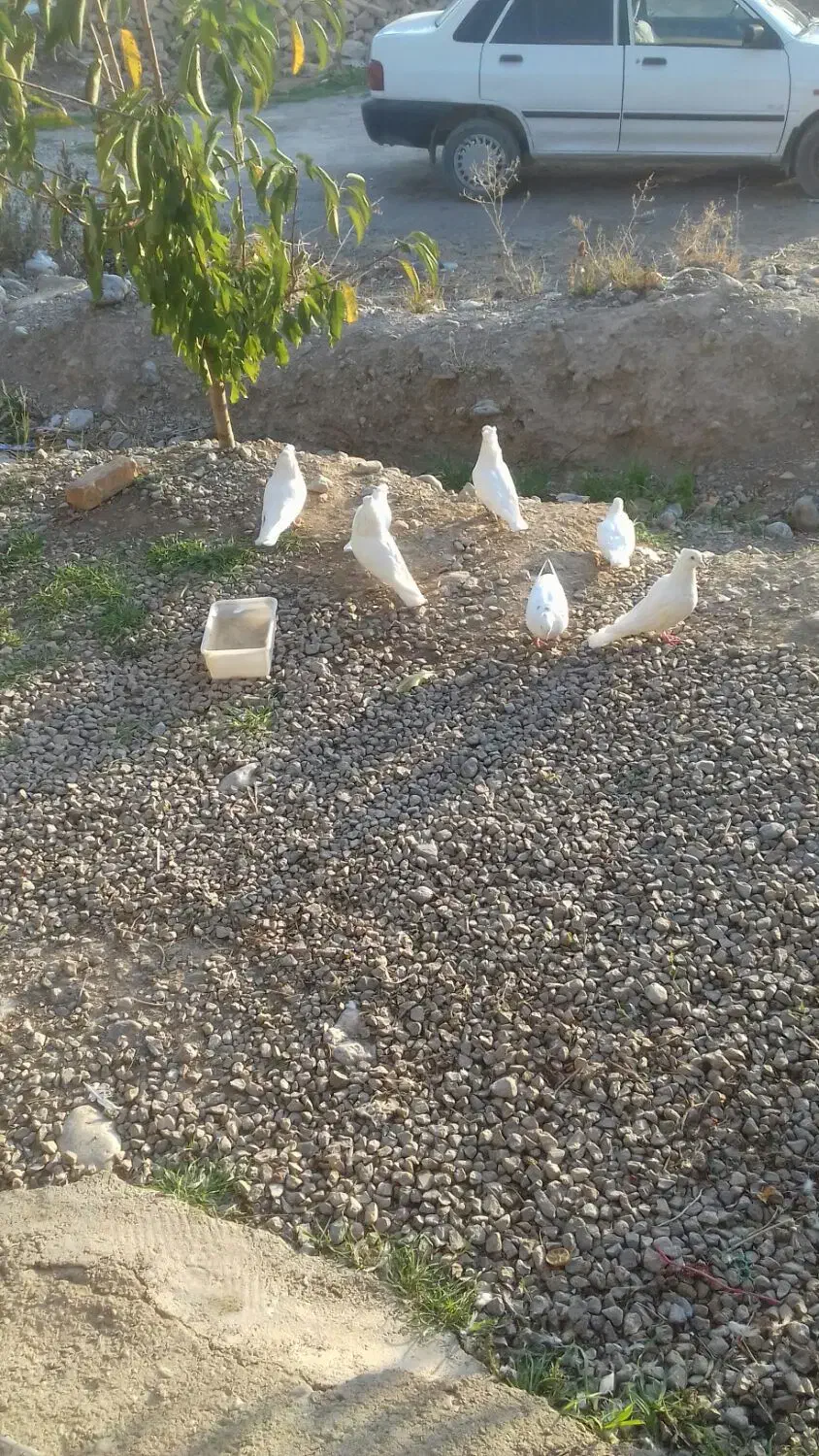 فروش کبوتر|پرنده|سیسخت, |دیوار