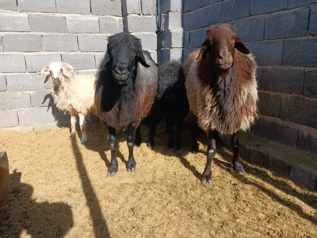 قوچ هترو افشاری|حیوانات مزرعه|مشهد مرغاب, |دیوار