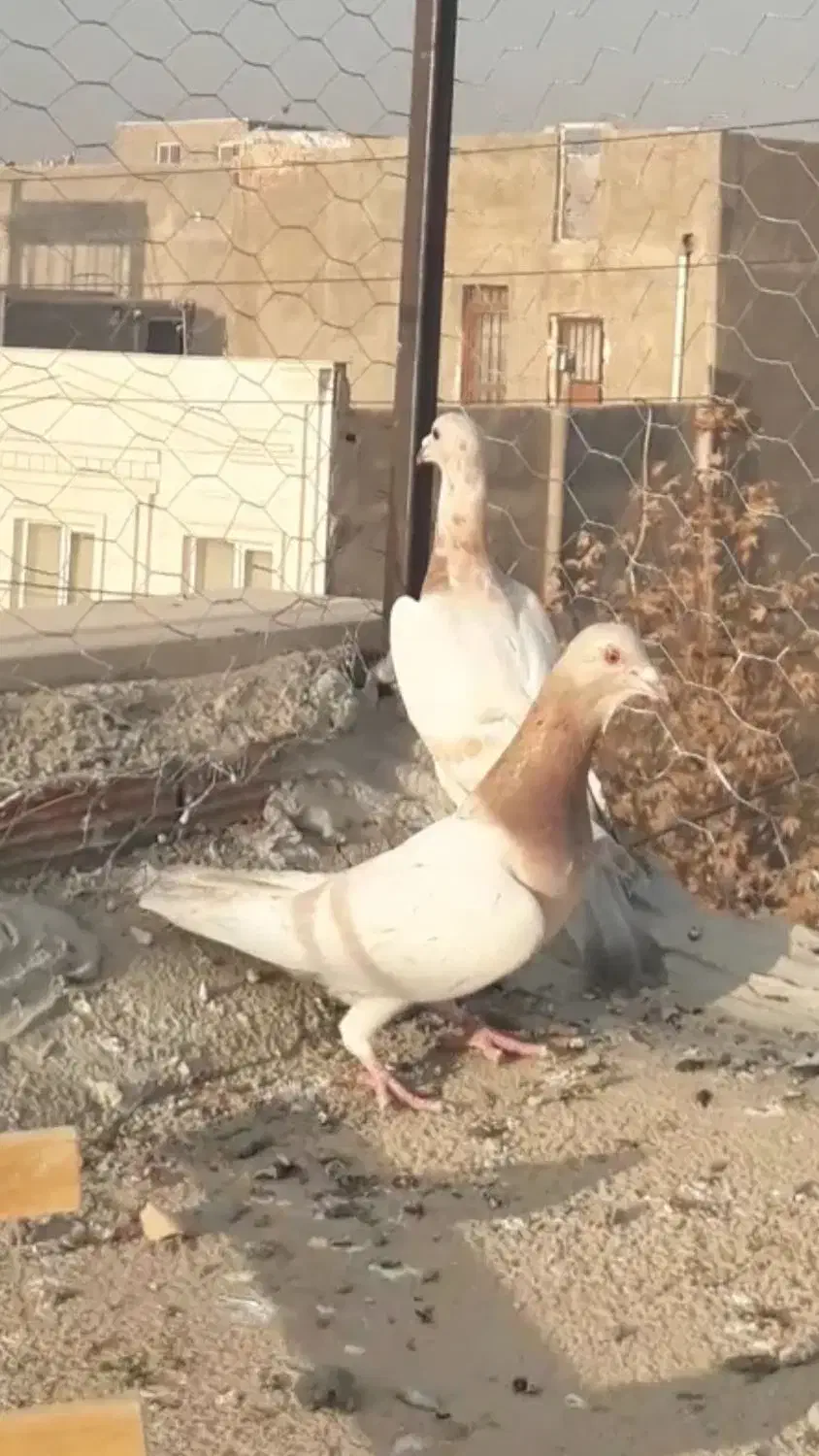 چند تا حیوان فروش|پرنده|بجنورد, |دیوار