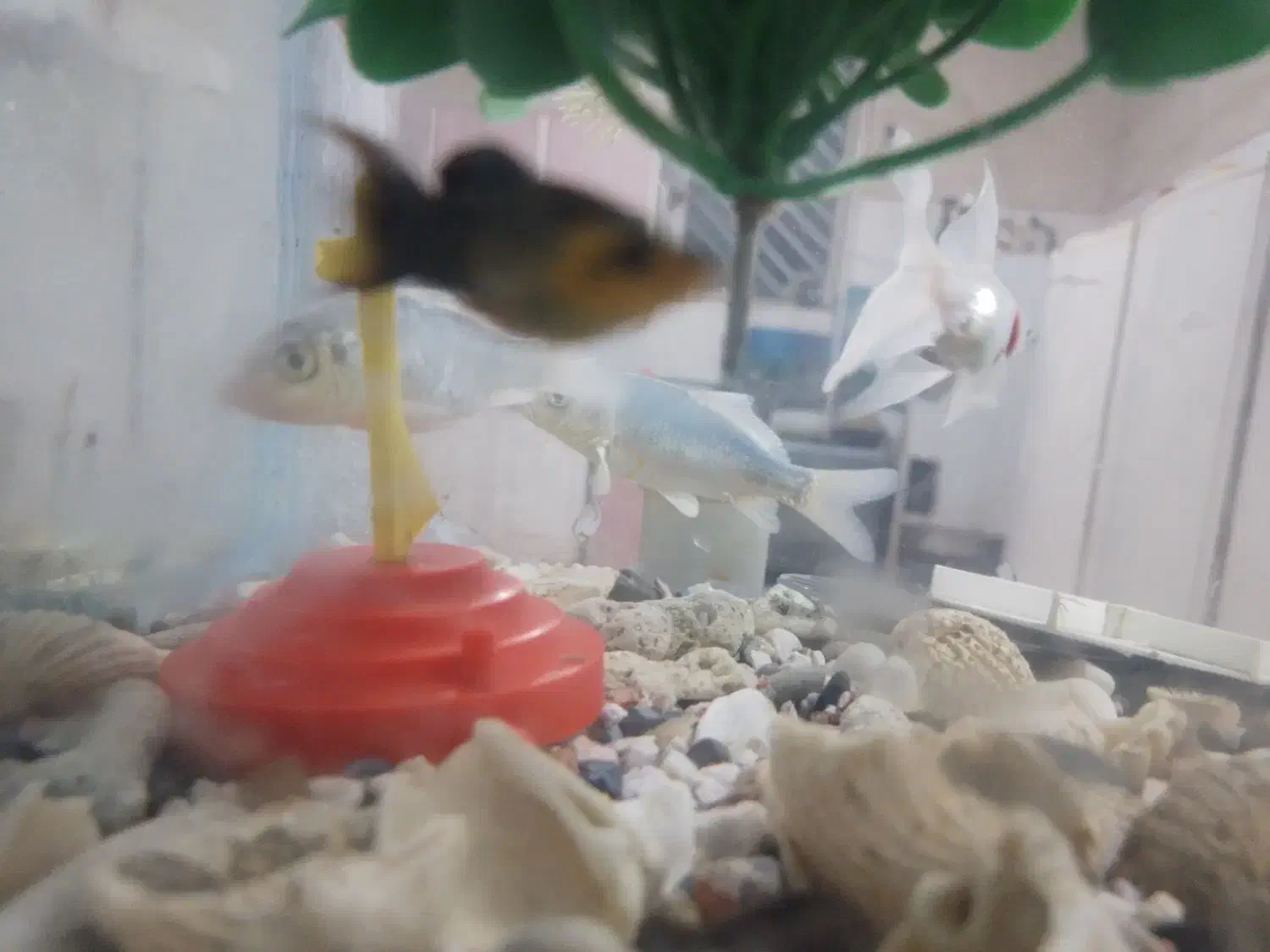 ماهی مولی|ماهی|رفسنجان, |دیوار