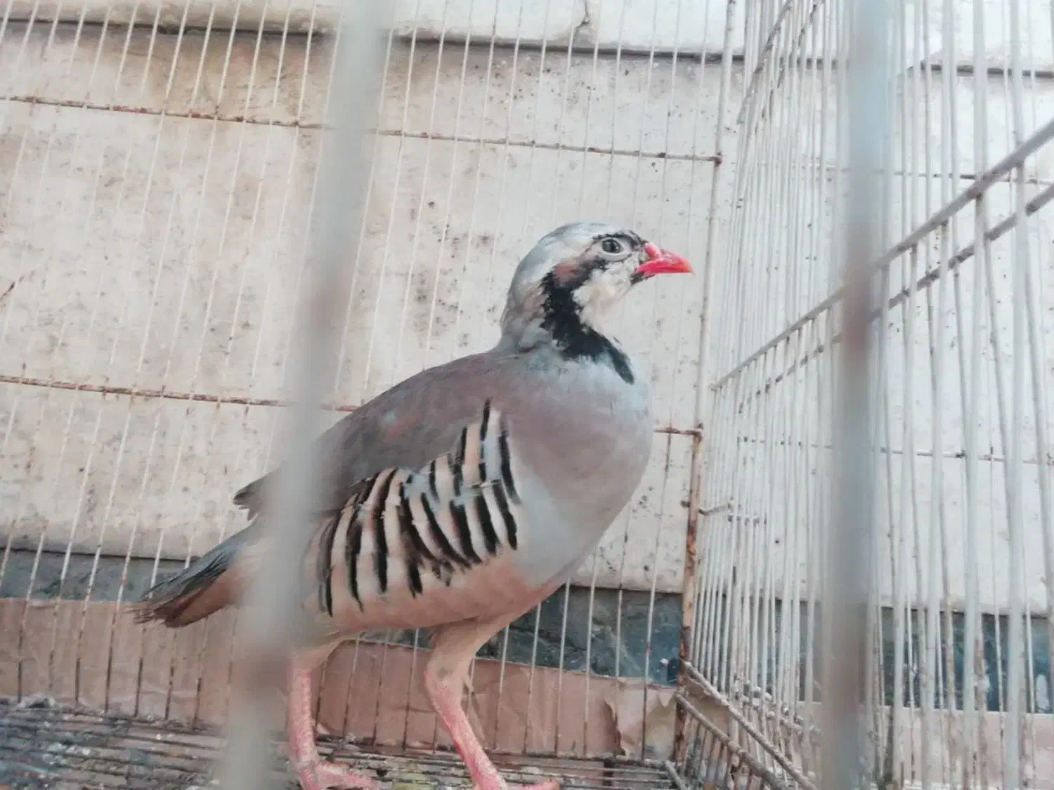 بلدرچین کوهی ،مرغ خروس عروس جوجه عروس هلندی|حیوانات مزرعه|مشهد, فاطمیه|دیوار