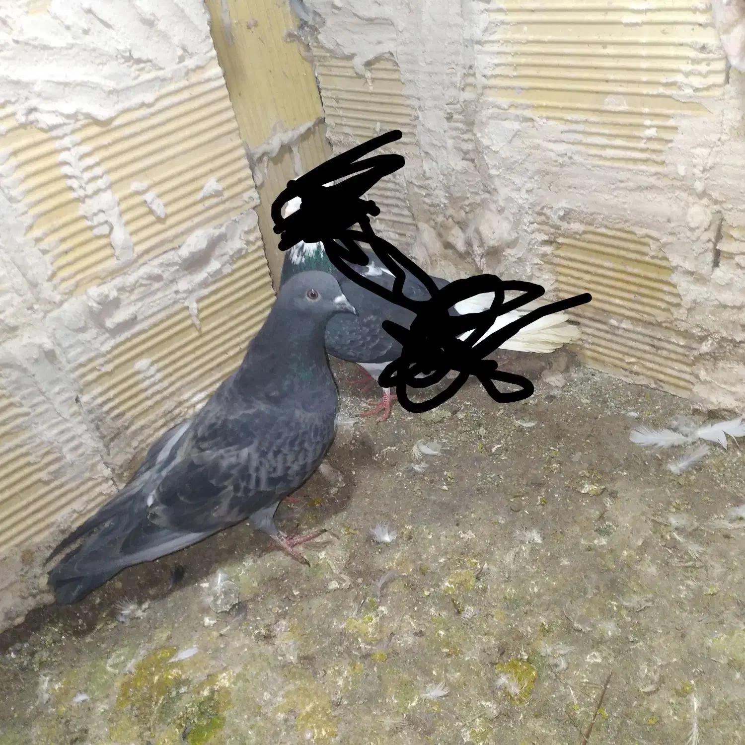 کبوتر|پرنده|مشگین شهر, |دیوار