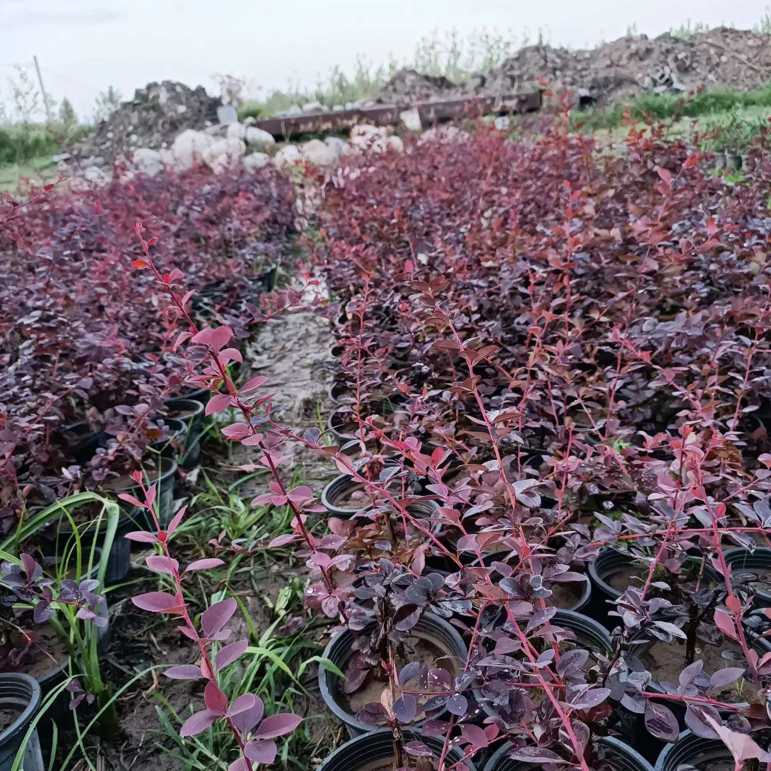 فروش گل باغچه لاوسون زرشک یاس|گل و گیاه طبیعی|خرم‌آباد (تنکابن), |دیوار