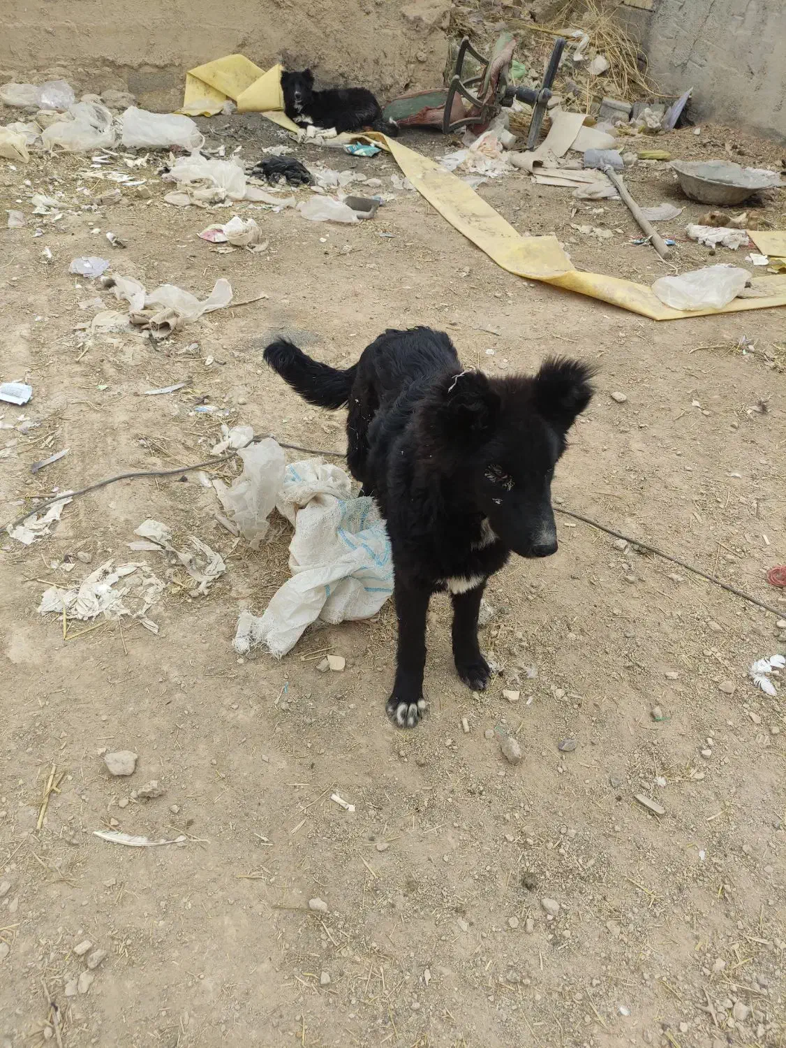 توله سگ|سگ|قهدریجان, |دیوار