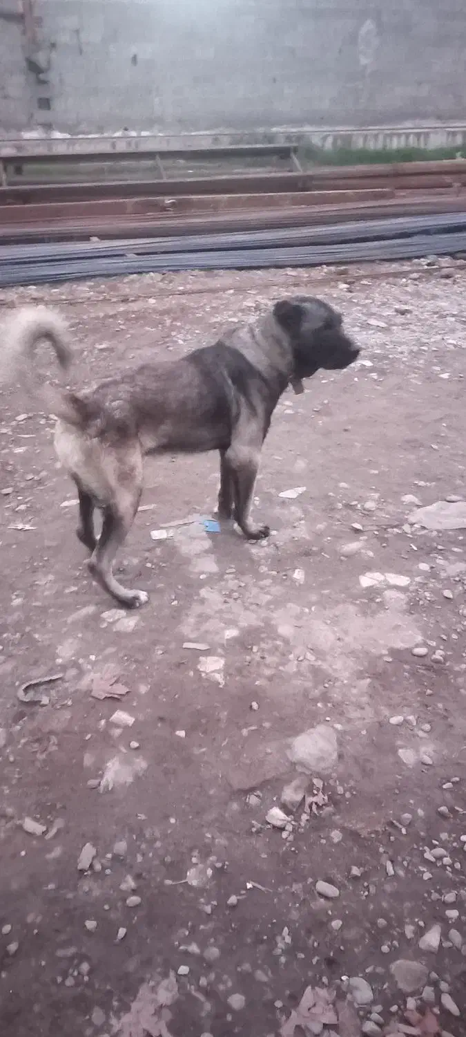 سگ سراب|سگ|رشت, نظری|دیوار