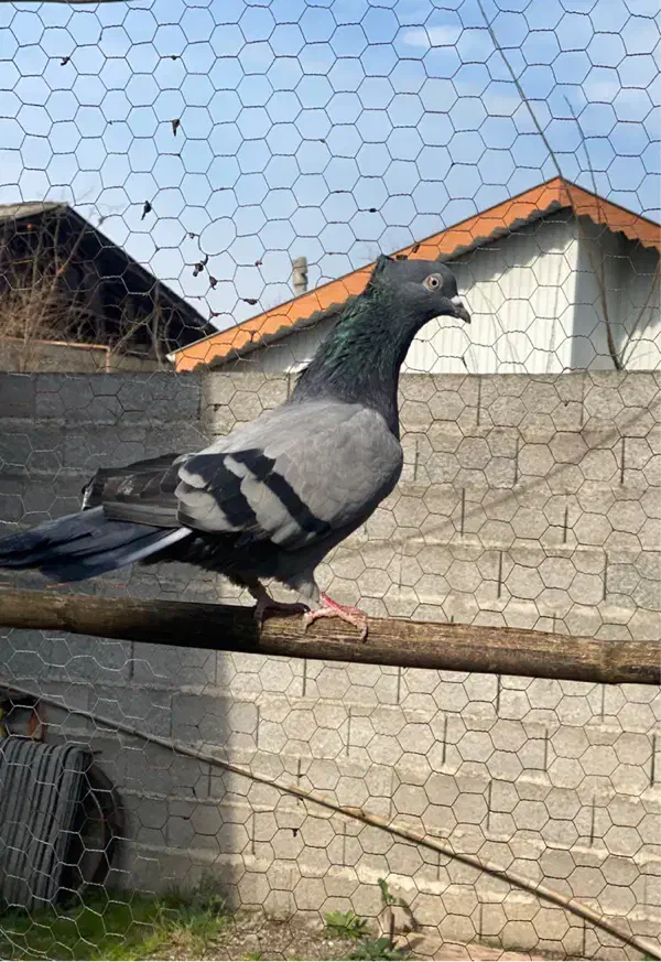 کبوتر|پرنده|رشت, حومه رشت|دیوار