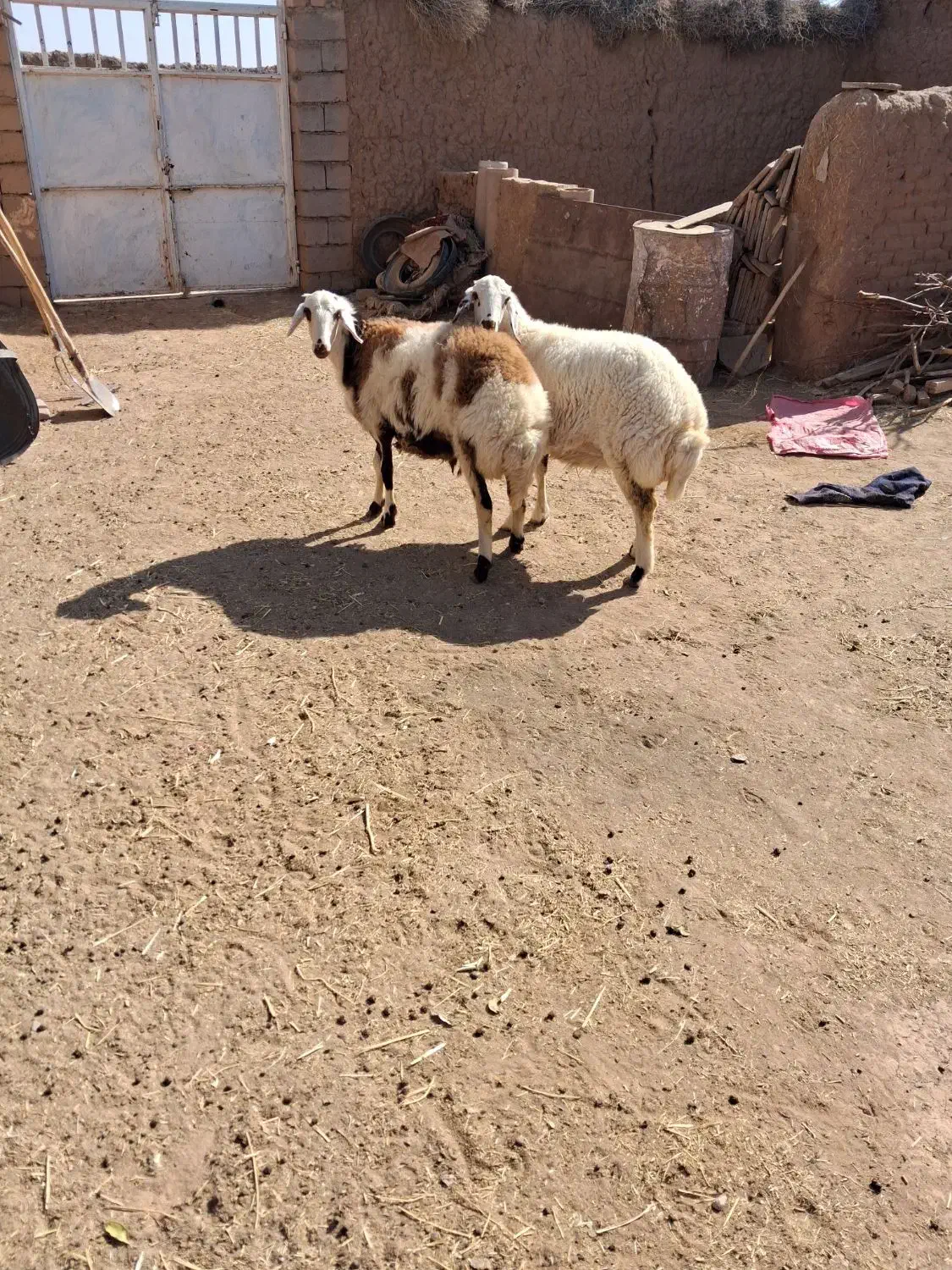 دوتا بره ماده جنس دار خشکل|حیوانات مزرعه|تربت‌حیدریه, چهارراه خواف|دیوار