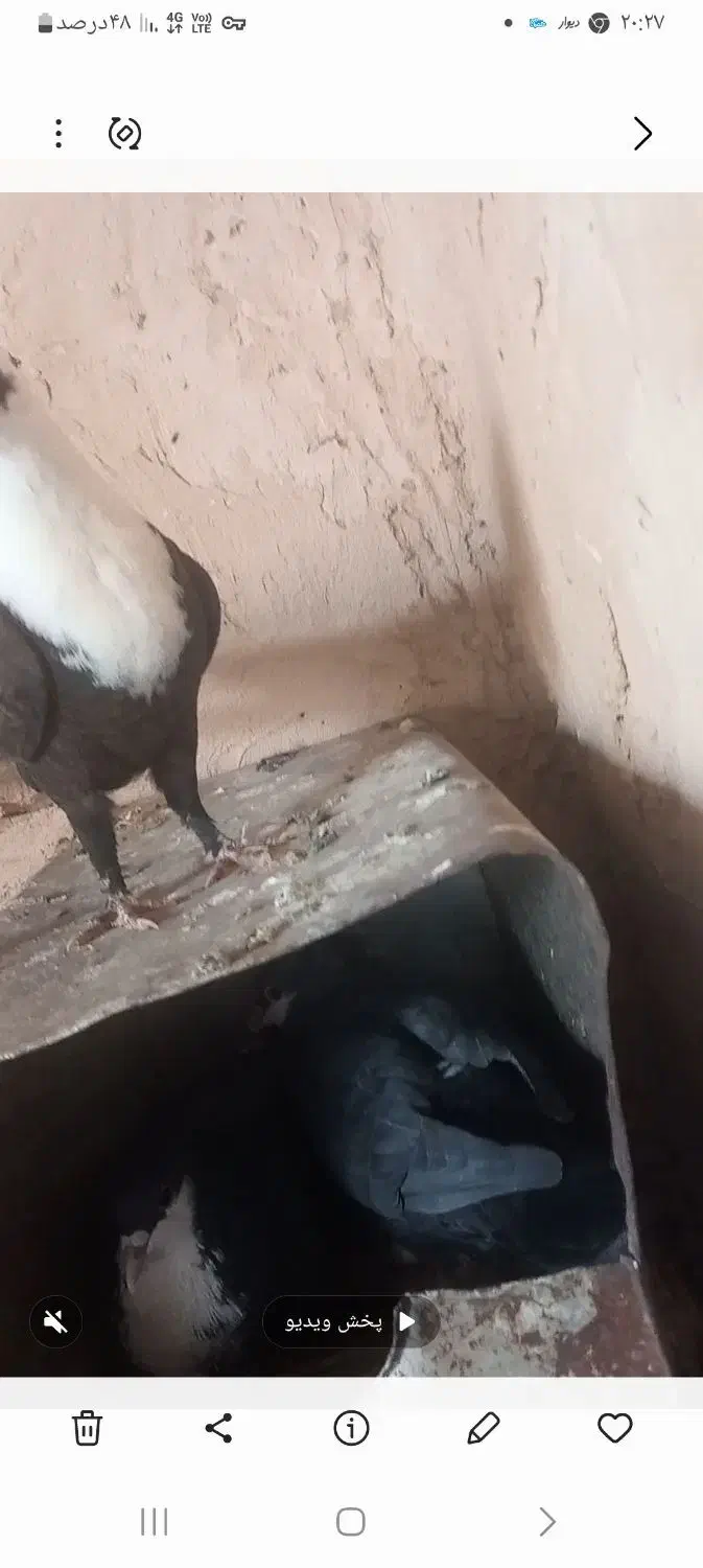 سینه|پرنده|ملک‌آباد, |دیوار