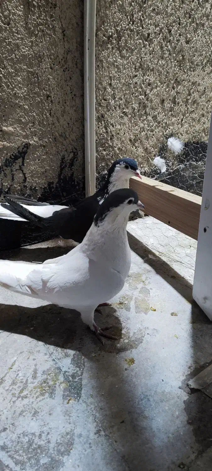 یجفت کفتر افغانی|پرنده|پاکدشت, پاکدشت (مامازند)|دیوار