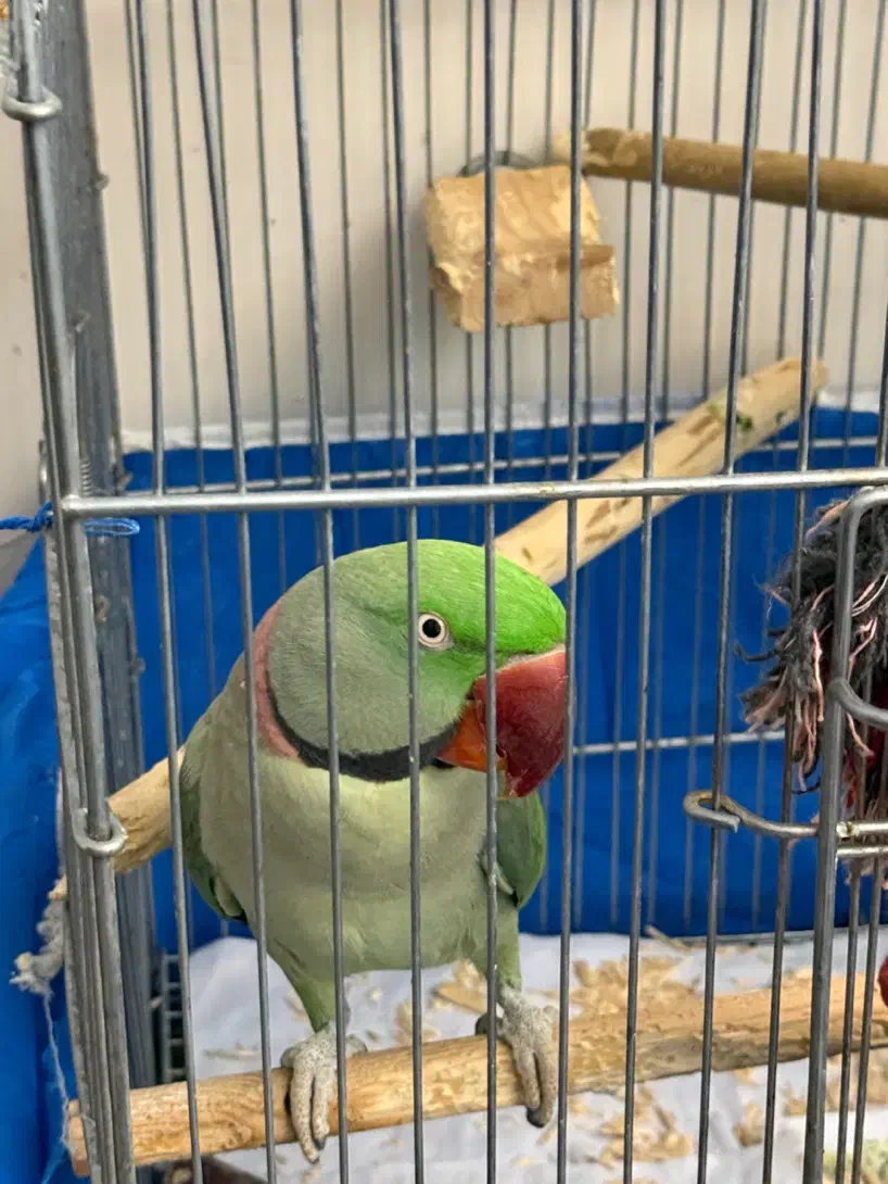 یک جفت شاه طوطی شاه تخم|پرنده|اصفهان, سپاهانشهر|دیوار