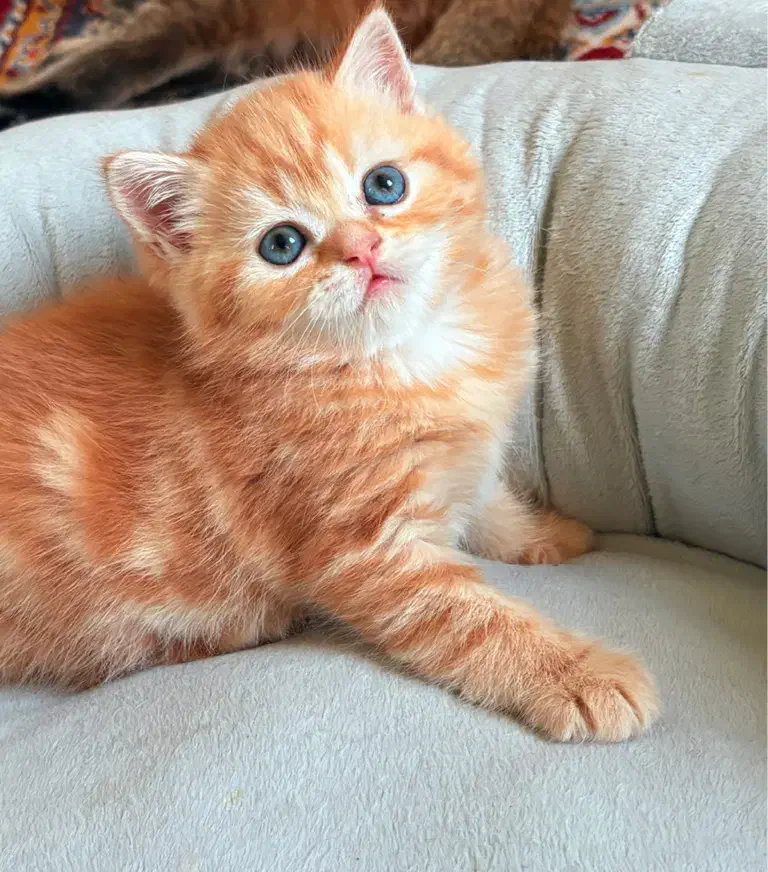 بریتیش شورت هیر خرسی|گربه|رشت, منظریه|دیوار