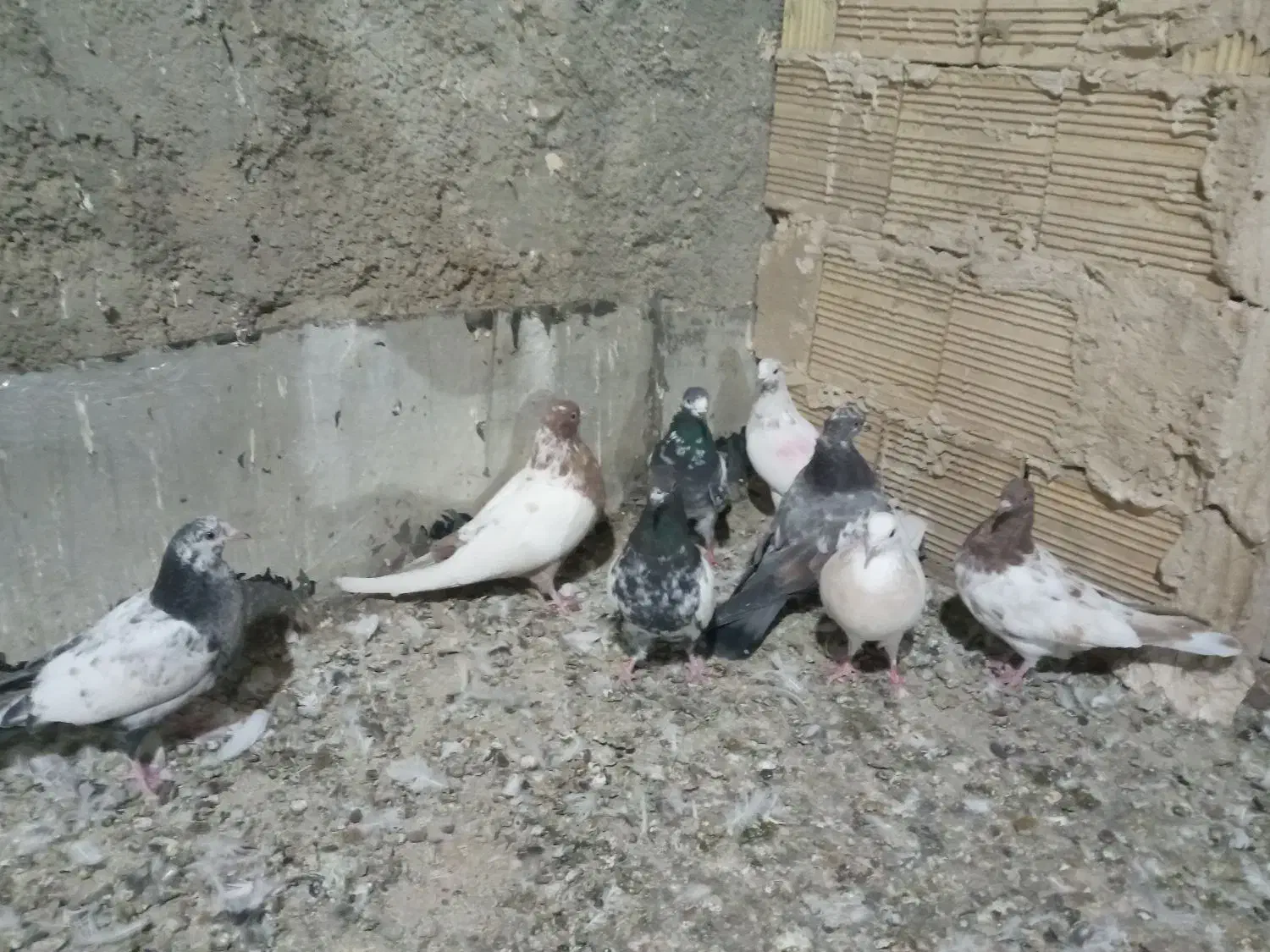 کبوترفروشی|پرنده|فامنین, |دیوار