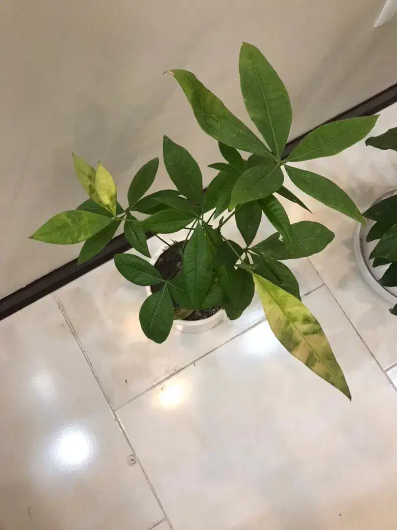 نگهداری از گل و گیاه و کار خونه|استخدام سرایداری و نظافت|فولادشهر, C1|دیوار