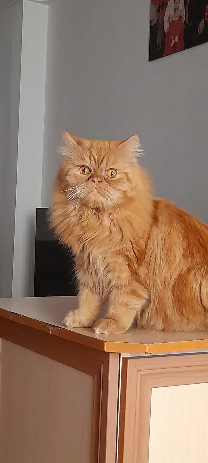 پرشین و هیمالین|گربه|رشت, هلال احمر|دیوار