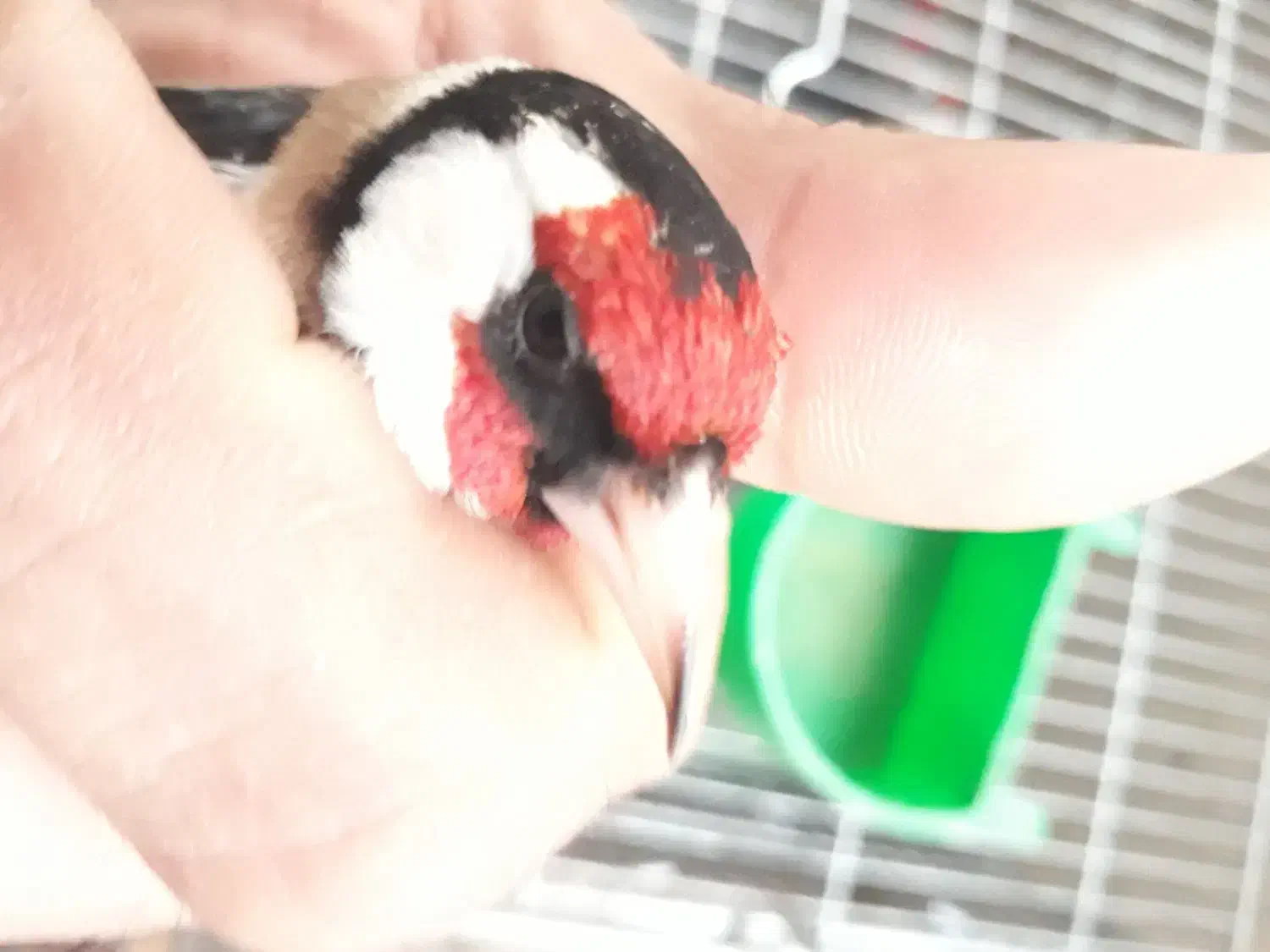 سهره|پرنده|نسیم‌شهر, |دیوار