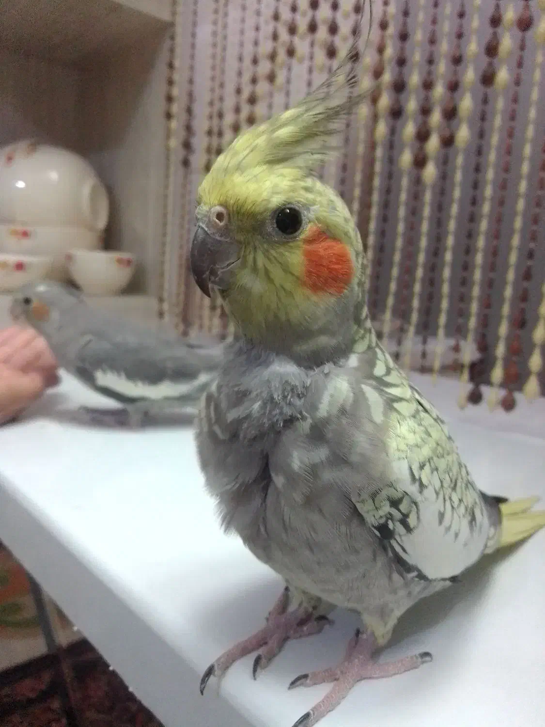 یک جفت عروس هلندی دستی|پرنده|طرقبه, |دیوار