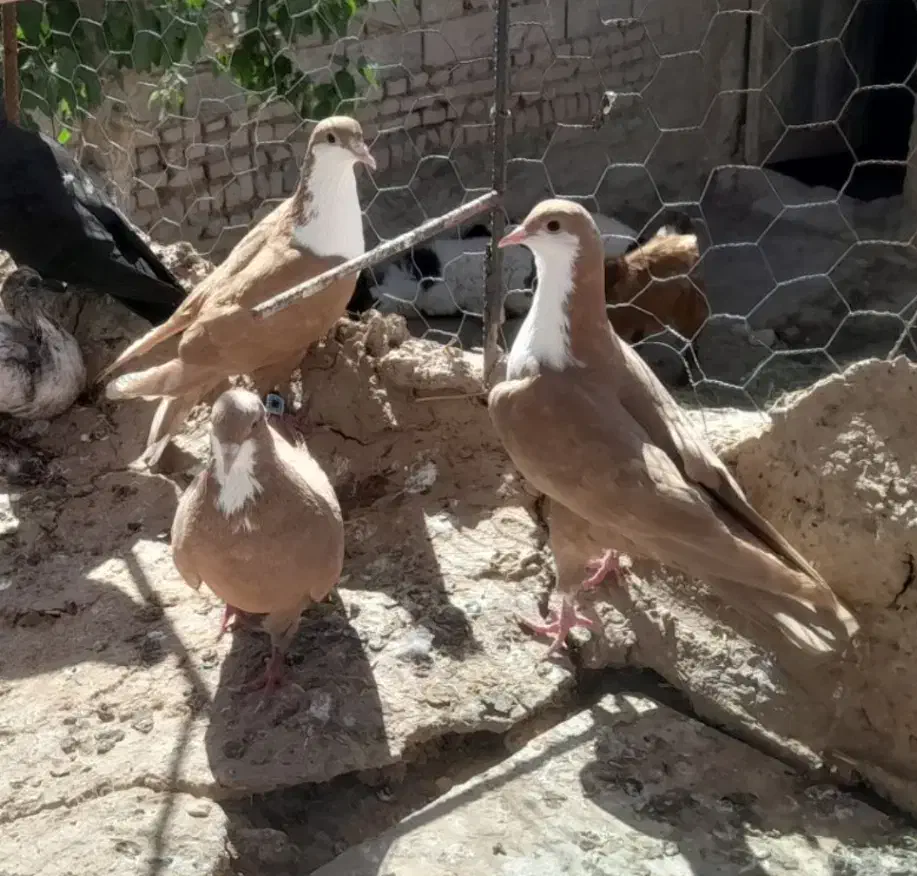 جفت ریش معاوضه|پرنده|بیرجند, |دیوار