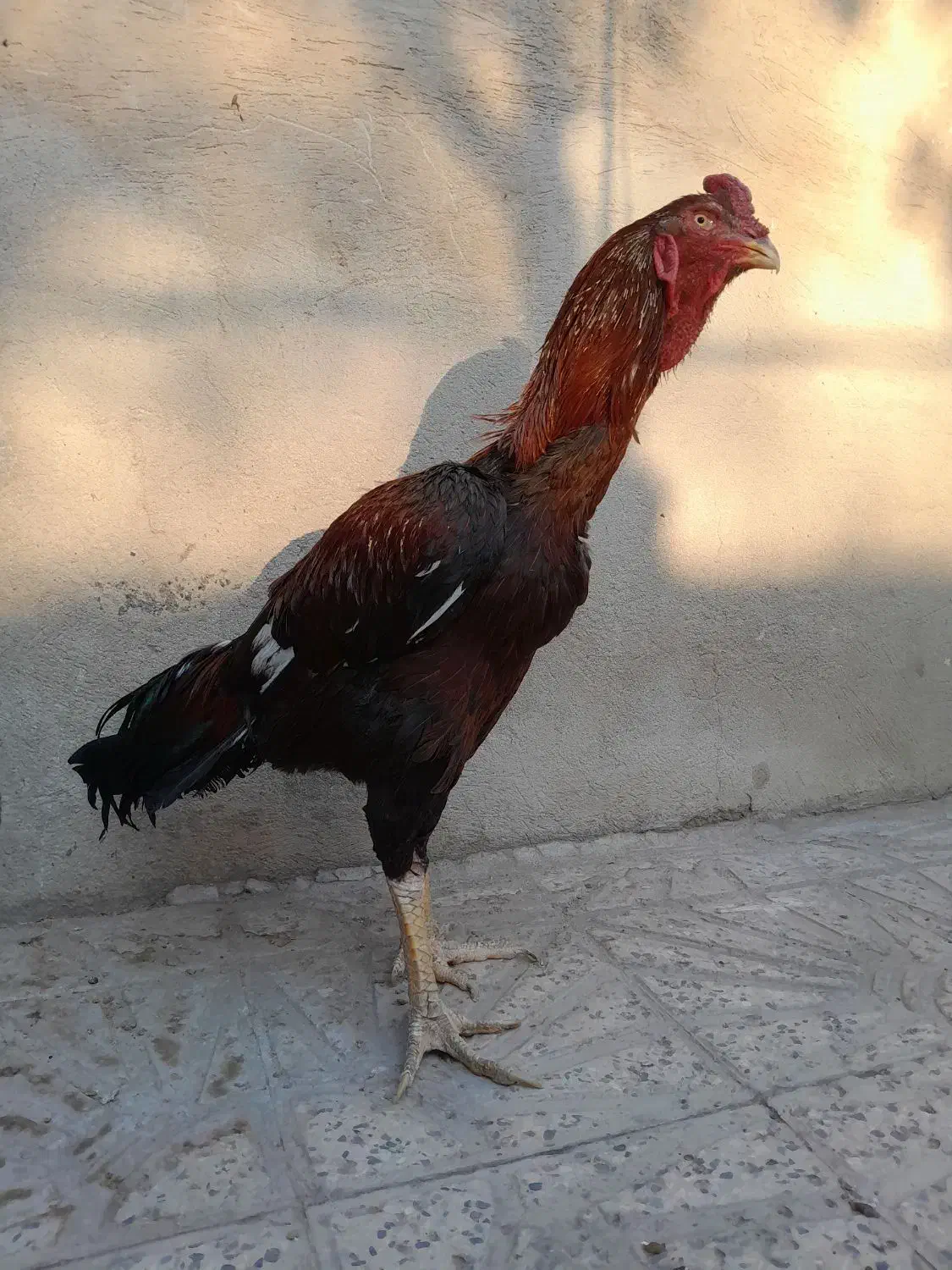 خروس لاری|حیوانات مزرعه|رباطکریم, رباطکریم|دیوار