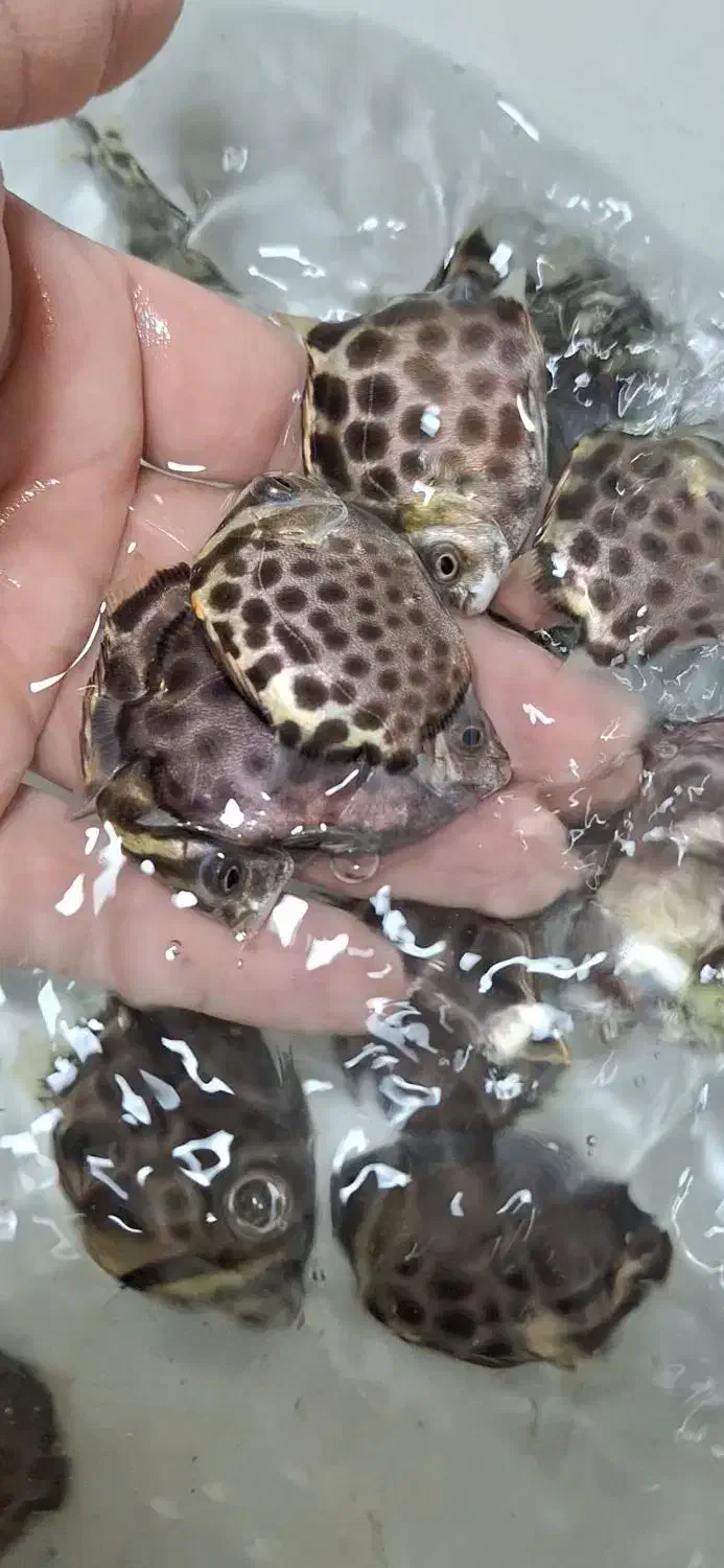 اسکات سبز یا گیرین اسکات|ماهی|چهارباغ, |دیوار