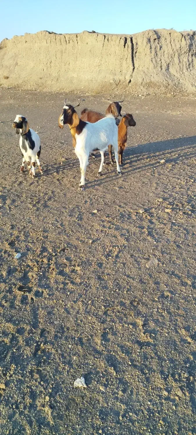 دوعدد بز نژاد دار با دوعدد بزغاله|حیوانات مزرعه|پلدشت, |دیوار