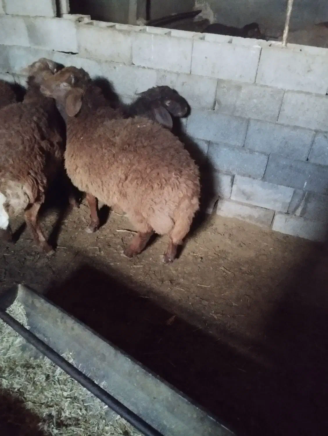 بره‌نر|حیوانات مزرعه|تایباد, |دیوار